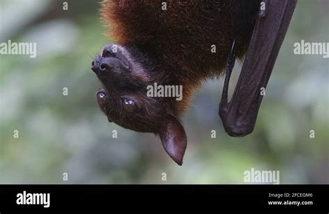 Megabat philippines Stock Videos & Footage - HD and 4K Video Clips - Alamy