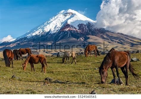 3,888 Cotopaxi Volcano Images, Stock Photos & Vectors | Shutterstock