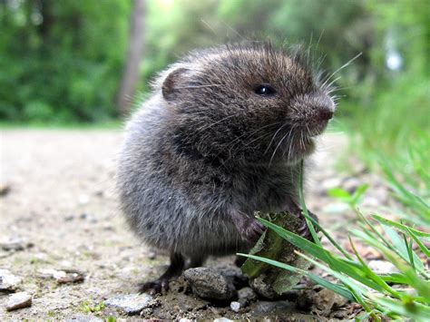 Meadow Vole | Coniferous Forest