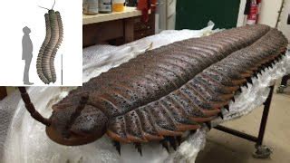 Prehistoric Giant Centipede Fossil