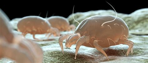 Bed Bugs vs. Dust Mites: What's the Difference? | JP Pest Services