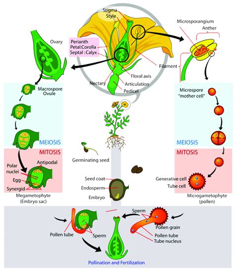 Schematic representation of the life cycle of a flowering plant. The ...