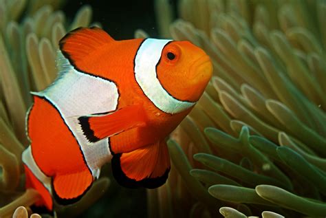 Free photo: Clownfish Fish - Anemone, Striped, Reef - Free Download ...