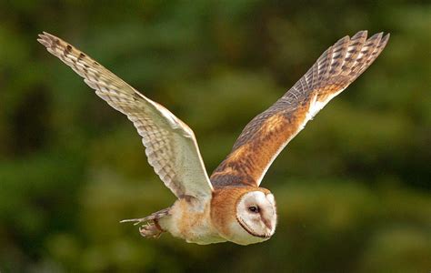 Barn Owl Facts & Information - Big Farmland Bird Count