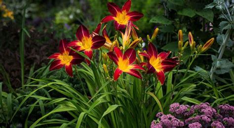 Beautiful and undemanding garden design ideas with daylilies | My ...