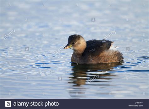 Little Grebe Tachybaptus ruficolis. Winter plumage. French: Grèbe ...