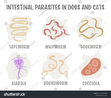 Parasitic Worms In Cats