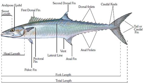 Bony Fishes - Salt Marsh Guide | Guide to the Salt Marshes and Tidal ...