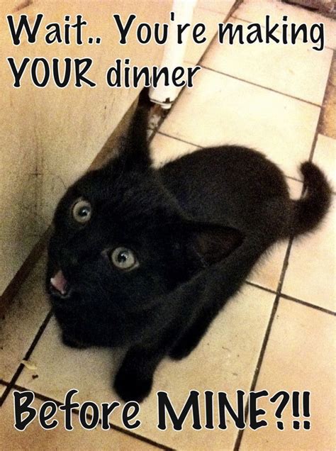 Funny Black Cat Memes - Quinn-has-Ortiz