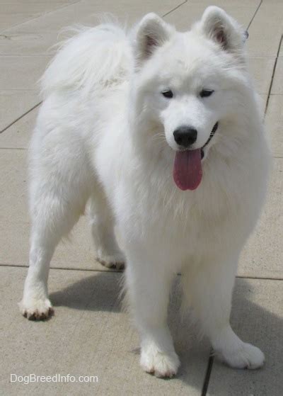 Samoyed Dog Breed Information and Pictures