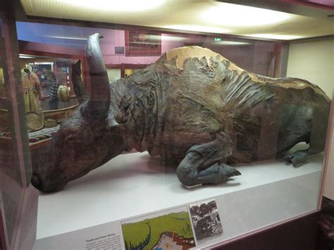 9,300-Year-Old Bison Mummy Found In Siberia Sheds Light On Ice Age ...