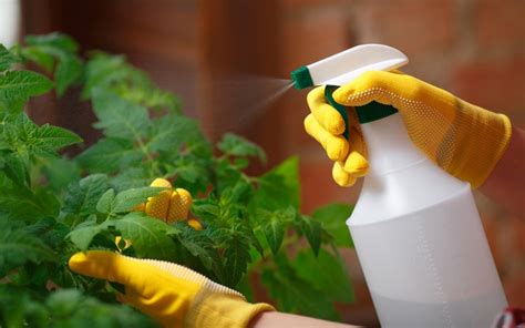 Best Organic Homemade Pesticides for Your Garden | Zameen Blog