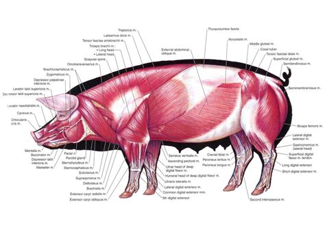 External Anatomy Of Pig - Anatomy Reading Source