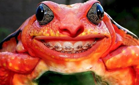 Teeth bracket frog - Funny pictures of animals