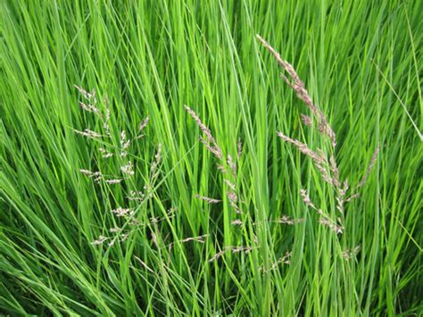 Calamagrostis canadensis | Earthsource Inc.