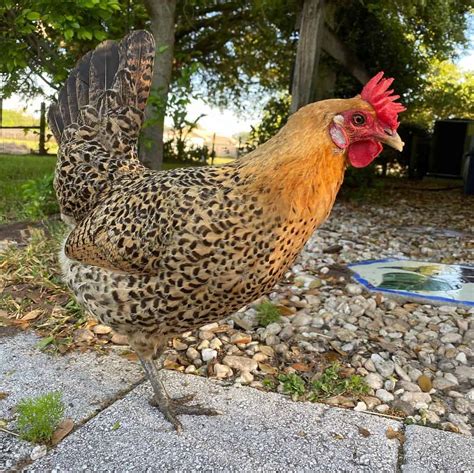 Sicilian Buttercup: Eggs, Temperament, Size and Raising Tips