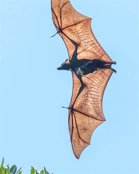 🔥 A Megabat with a pup! 🔥 : r/NatureIsFuckingLit