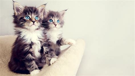 Cute Kitten Desktop Wallpaper (60+ images)