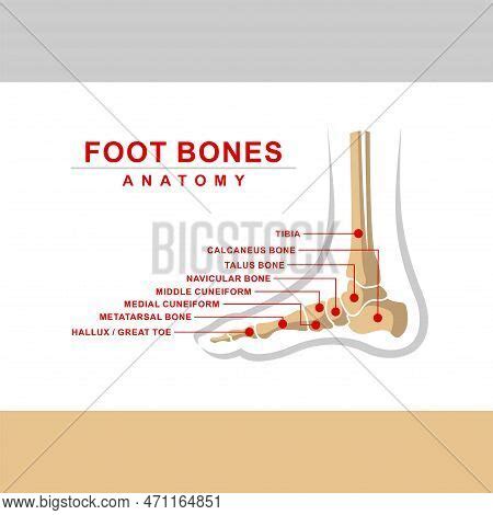 Foot Bones Anatomy, Vector & Photo (Free Trial) | Bigstock