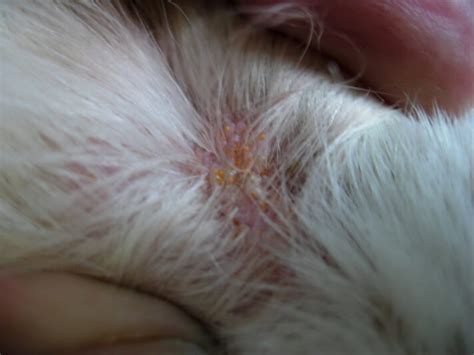 Common mites and skin disease: an overview | Veterinary Practice