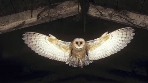 Owl Flying Wallpaper (66+ images)