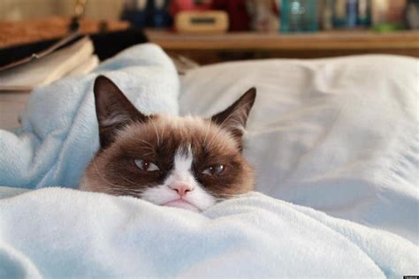 Grumpy Cat Kitten Photos Revealed (PHOTOS) | HuffPost