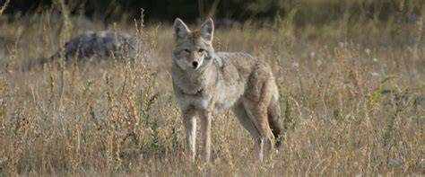 Banff Evening Wildlife Tour | Discover Banff Tours