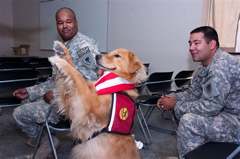 Therapy Animals