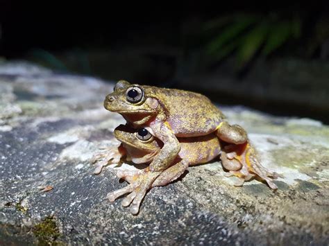 Citizen science reveals the breeding seasons of frogs is longer in the ...