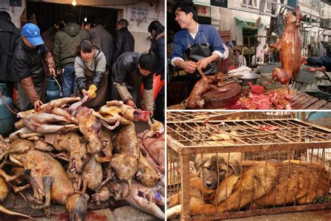 China Dog Meat Trade / Dog Meat Trade - Seishan, China | Animal ...