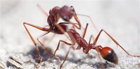 5 Unusual Facts About Bulldog Ants - The Fact Site