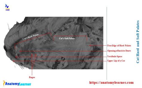 Cat Mouth Anatomy - Feline Oral Cavity with Labeled Diagram ...