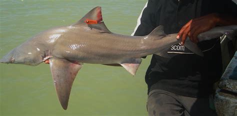 Australian endangered species: Northern River Shark