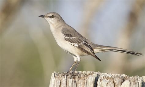 northern mockingbird images - usseek.com