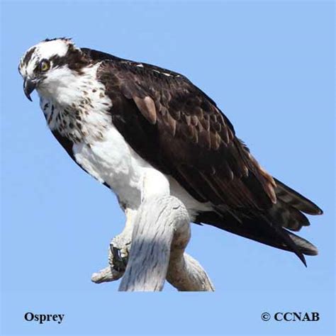 Osprey (Pandion haliaetus) - OSPR