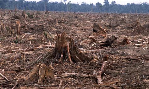 Deforestation in Tesso Nilo, Sumatra | Photos | WWF