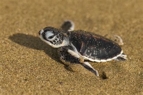 Sukamade Green Sea Turtle Hatchling 1 – Experience Travel Group Blog