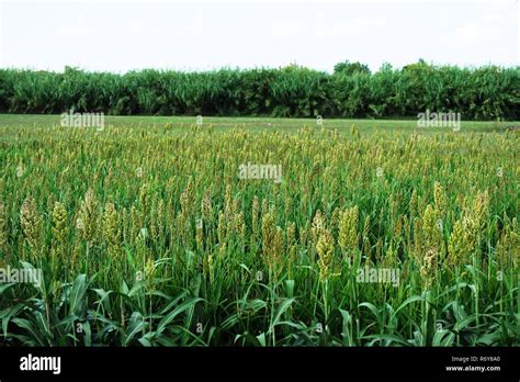 millet field Stock Photo - Alamy