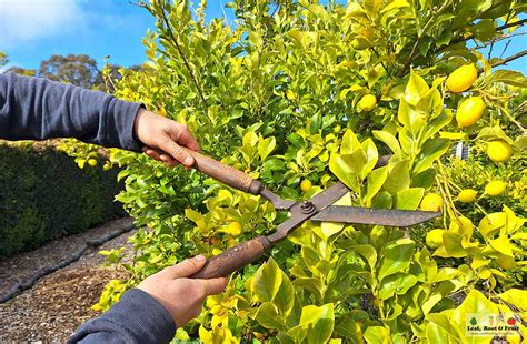 Citrus Growing Guide Part 4: Pruning and Shaping of Citrus Trees - Leaf ...