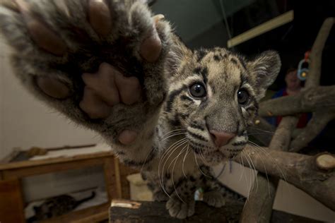 White Wolf : Clouded Leopard cubs are the "purrfect" addition to the ...