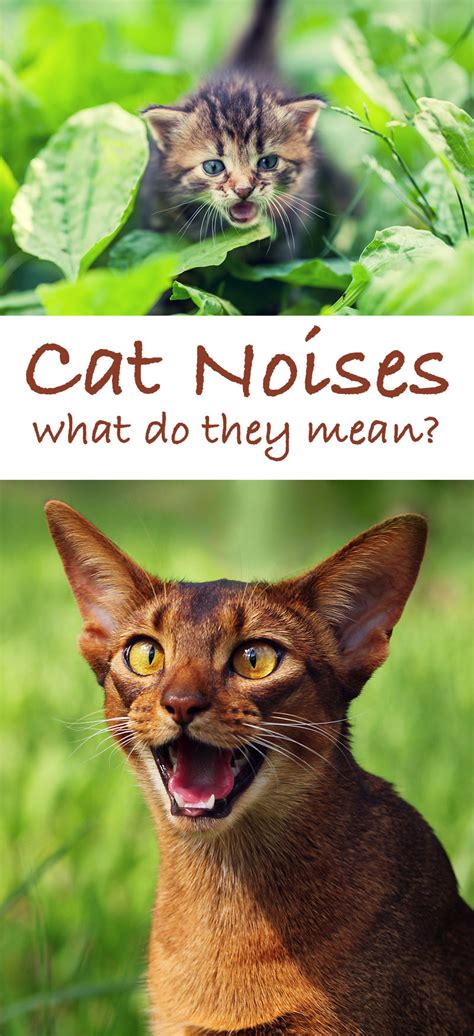 Why Is My Cat Making A Vibrating Noise? Cat Sounds Explained!