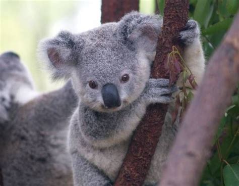 Koalas Have Human-like Fingerprints | Live Science