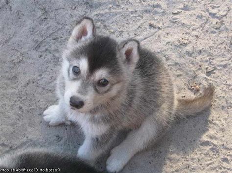 Husky Wolf Mix Puppies For Sale In Texas | PETSIDI