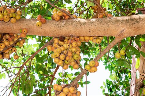 Buah Ara Ficus Racemosa Gambar Di Pohon Alam Buah Ara Hutan Buah Ara ...