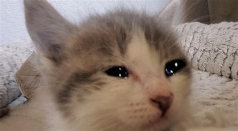 My kitten crying : r/CryingCats