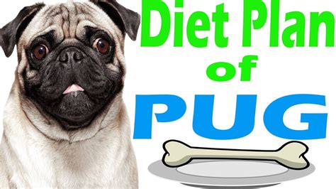 diet plan pug | amazing facts in hindi | Animal Channel Hindi - YouTube