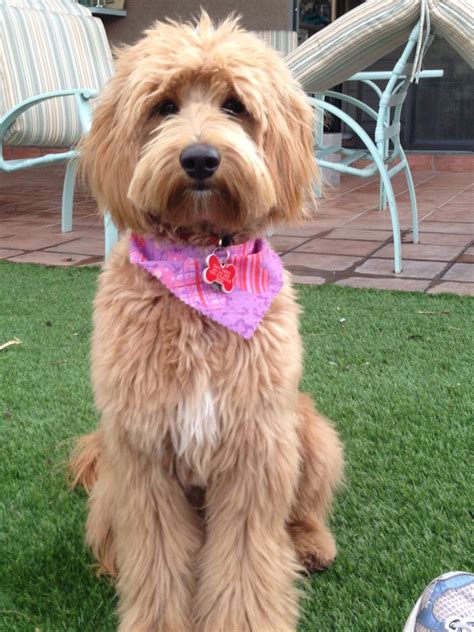 Australian Labradoodle Haircuts