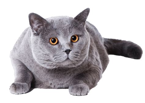 British Shorthair Cat PNG Transparent Images | PNG All