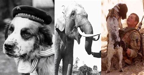 5 Amazing Animals That Served in the Military -WAR HISTORY ONLINE