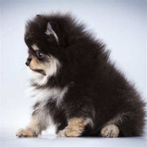 Teacup Pomeranian - Breed Profile & Information - SpiritDog Training